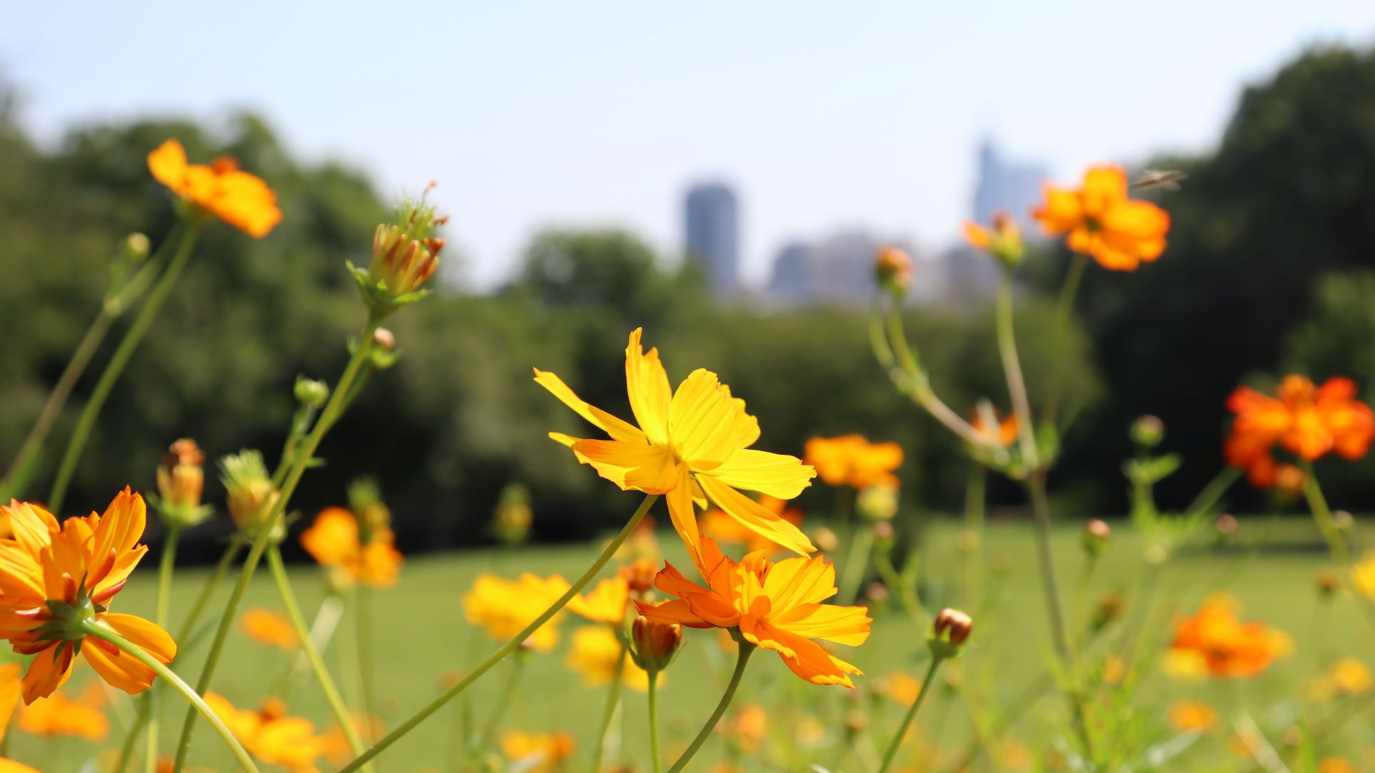 Orange Coreopsis with a blurred Raleigh Skyline in the distance