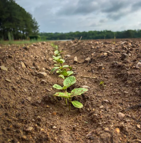 Sunflower seedlings popping up in the field at Dix Park