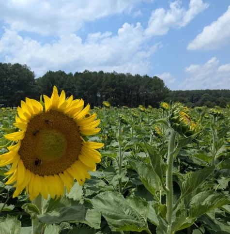 Sunflower buds at Dix Park 07082026