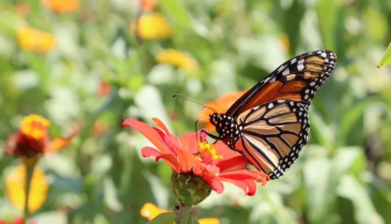Monarch Butterfly with Zinnia Flowers