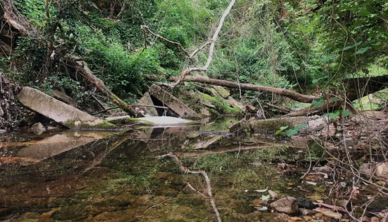 Rocky Branch Creek in 2020