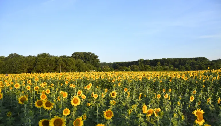 2018 Dix Park sunflower field year one