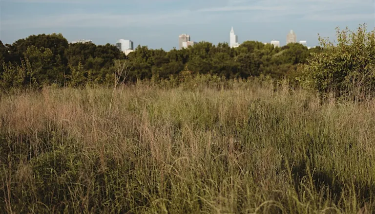 Grassland at Dix Park with the Raleigh skyline in the background