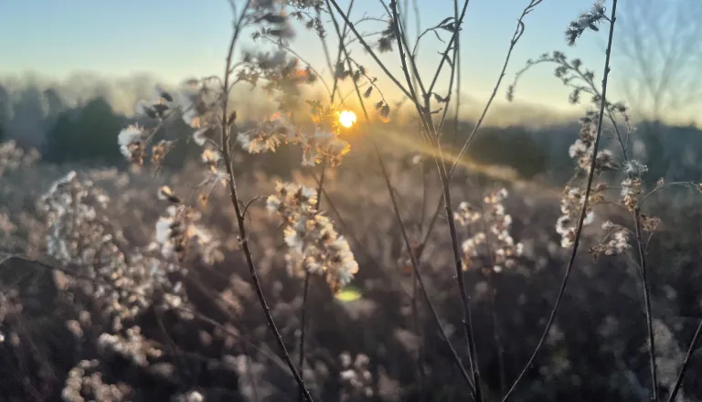 Winter grassland at Dix Park