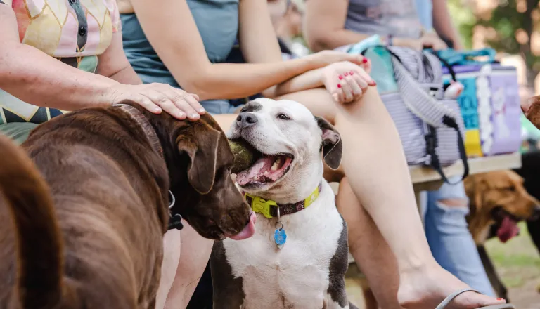dogs