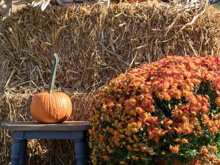 Pumpkin on a hay bale