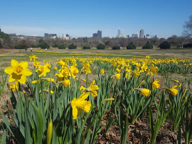 A ribbon of daffodils trails through Flowers Field at Dix park in front of the Raleigh Skyline
