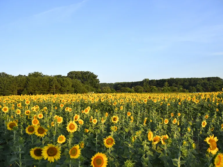 2018 Dix Park sunflower field year one