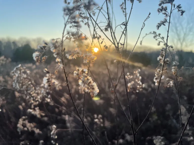 Winter grassland at Dix Park