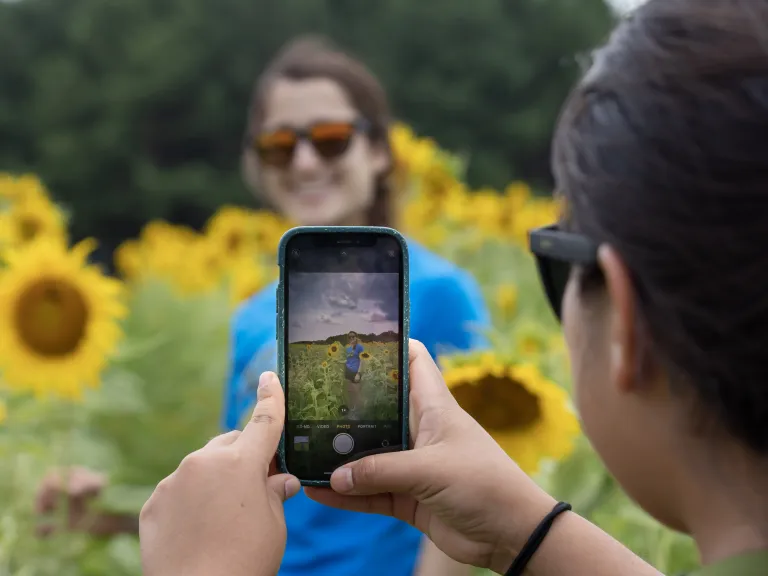 phone taking picture with sunflowers
